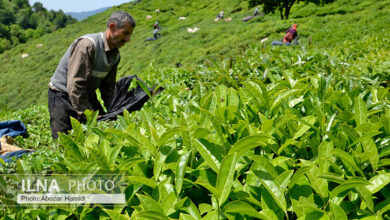 بازگشایی مجدد ثبت سفارشات چای