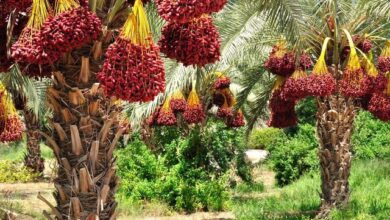 خرمای ایران همه سلیقه‌های دنیا را پوشش می‌دهد/ صادرات ۵۰ درصدیِ محصول کرمان