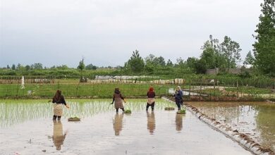 رونمایی از سامانه خودکار هواشناسی شالیکاری