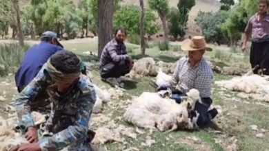 فیلم| پشم‌چینی گوسفندان در روستای آزران کاشان