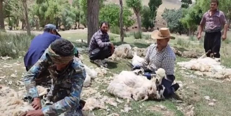 فیلم| پشم‌چینی گوسفندان در روستای آزران کاشان