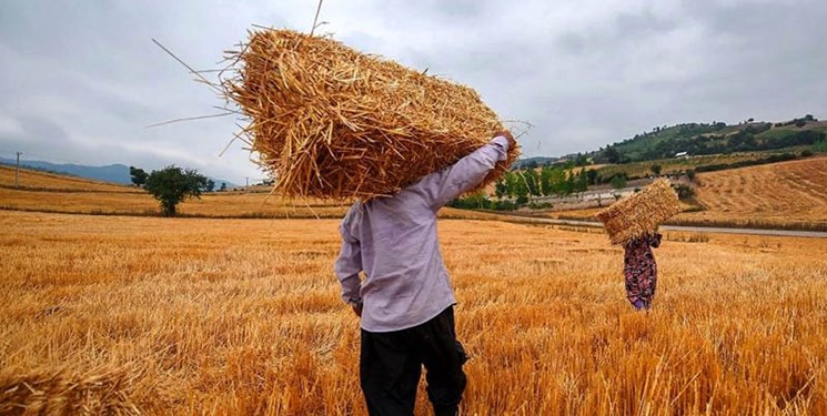 پرداخت مطالبات گندم کاران مازندران به ۸۰۰ میلیارد تومان رسید