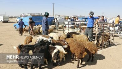 ۴۱ جایگاه ثابت برای ذبح دام در استان تهران