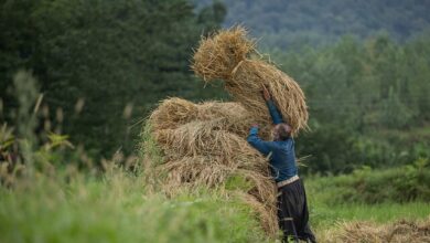 اختصاص ۵۰۰ میلیارد تومان برای خرید برنج استان های شمالی