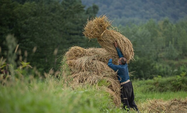 اختصاص ۵۰۰ میلیارد تومان برای خرید برنج استان های شمالی