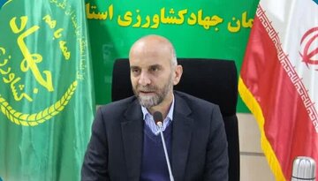 افزایش ۱۶۰ درصدی خرید گندم مازاد کشاورزان در لرستان