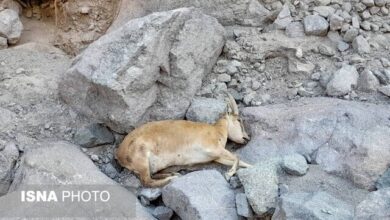 برنامه سازمان دامپزشکی برای پیشگیری از طاعون نشخوارکنندگان