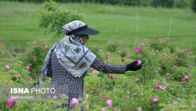 برگزاری جشنواره ای برای مهد گل‌محمدی آذربایجان شرقی