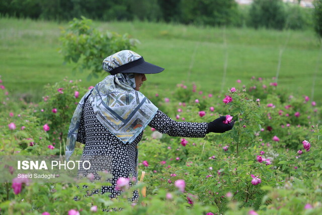 برگزاری جشنواره ای برای مهد گل‌محمدی آذربایجان شرقی