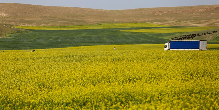 بیش از ۳۰۱ تُن کلزا از کشاورزان بوکان خریداری شد