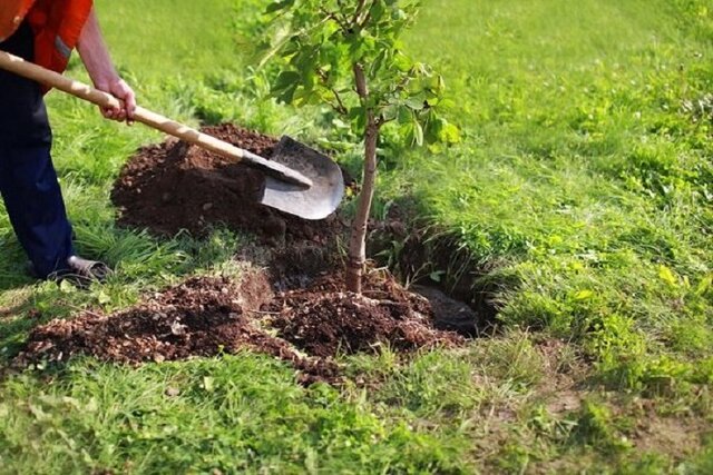 تولید ۲۴۱ میلیون اصله نهال در نهالستان‌های دولتی و غیردولتی کشور