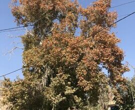 ثبت درخت چنار کهن‌سال روستای ابرسج در فهرست میراث طبیعی ملی