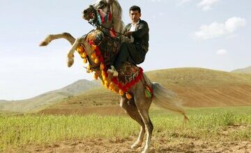 جشنواره «اسب اصیل کرد» در کرمانشاه برگزار می‌شود 