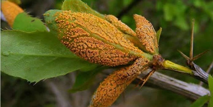 خطر آفت زنگ جارویی بر جان قطب زرشک جهان