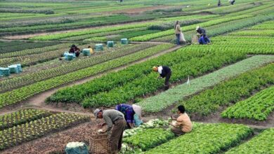 دستورالعمل اجرایی طرح کشت قراردادی به زودی ابلاغ می‌شود