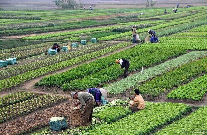 دستورالعمل اجرایی طرح کشت قراردادی به زودی ابلاغ می‌شود