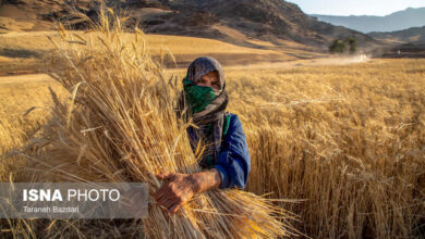 رشد ۱۳۵ درصدی خرید گندم در لرستان