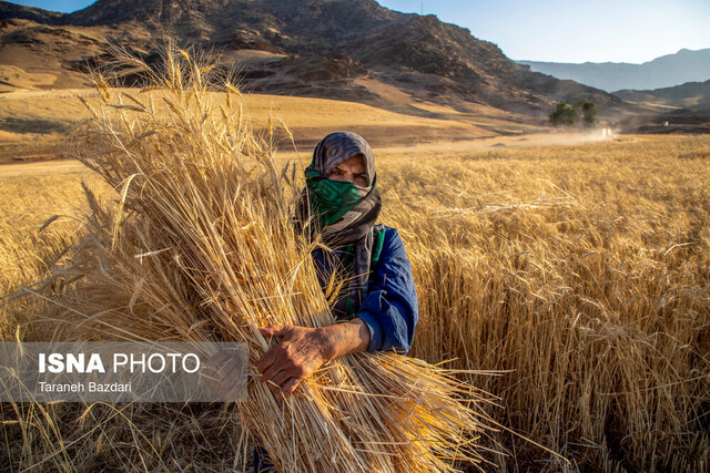 رشد ۱۳۵ درصدی خرید گندم در لرستان