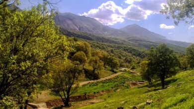 زمینه ثبت مریوان به عنوان پایتخت بلوط ایران فراهم می‌شود