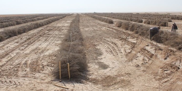 طرح ۵۵۰ هزار هکتاری احیای اراضی خوزستان و ایلام امسال آغاز می‌شود