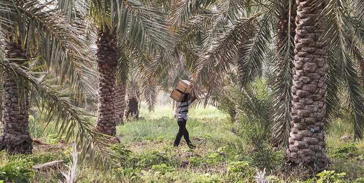 ماجراهای عجیب اهالی روستای کوت شیخ با منابع طبیعی!