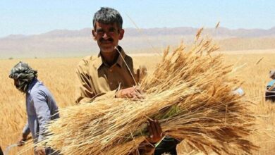 مطالبات گندمکاران در یک هفته آینده پرداخت می‌شود