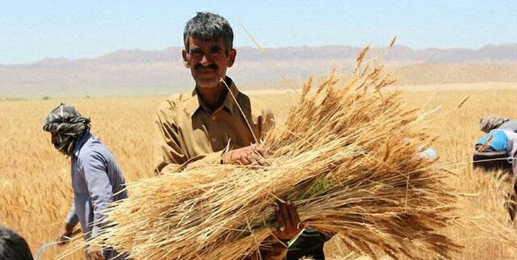 مطالبات گندمکاران در یک هفته آینده پرداخت می‌شود