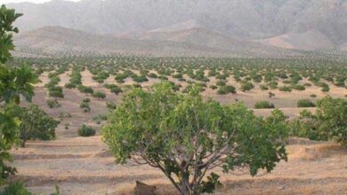 نظام انجیر استهبان به ثبت جهانی رسید