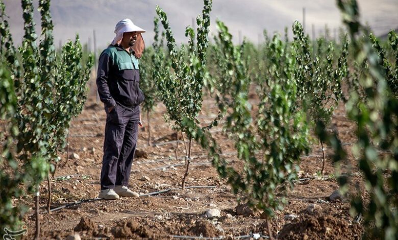 هشدار درباره واردات نهال قاچاق و آلودگی باغات کشور