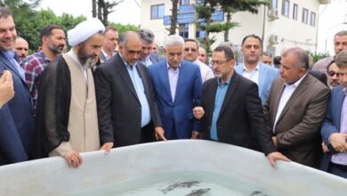 وزیر جهاد: ماهیان خاویاری دریای خزر در دنیا بی‌نظیرند