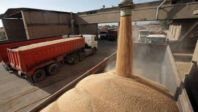 پرداخت ۱۵ هزار میلیارد تومان بیشتر از سال گذشته برای خرید تضمینی گندم