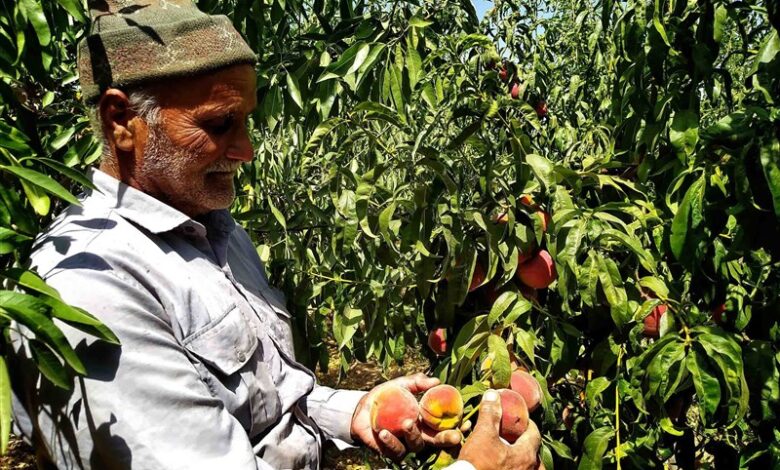 آغاز برداشت ۵۴۰۰۰ تن هلو از باغات چهارمحال و بختیاری + تصاویر