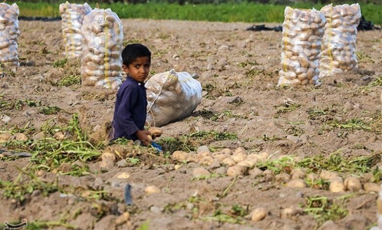 استانداردهای فرآوری و نگهداری محصولات کشاورزی در اردبیل پایین است