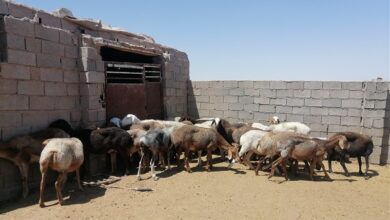 اصلاح نژاد دام سبک عشایری در شرق کشور آغاز شد