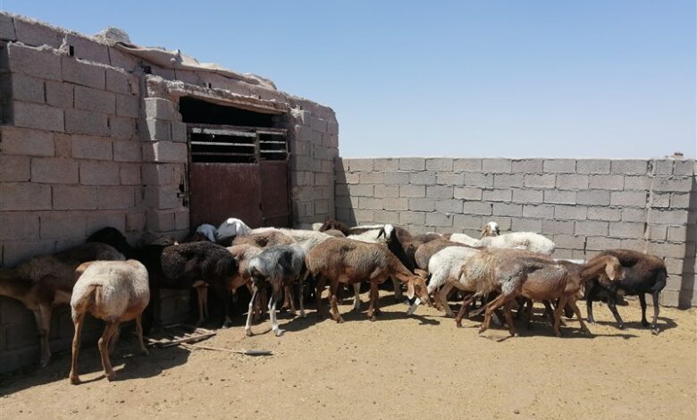 اصلاح نژاد دام سبک عشایری در شرق کشور آغاز شد