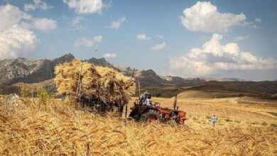 اعظمی: مطالبات گندمکاران پرداخت شود