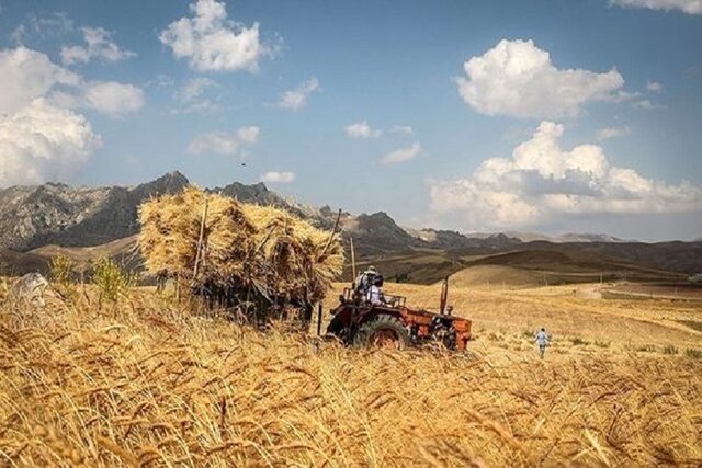 اعظمی: مطالبات گندمکاران پرداخت شود