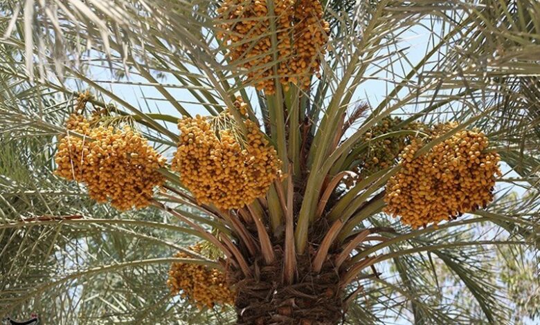 بخش عمده خرمای خاش به خارج از کشور صادر می‌شود