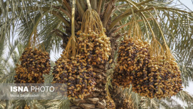 بیش از ۲۸۰۰ تن خارک و رطب از نخیلات حمیدیه برداشت می‌شود