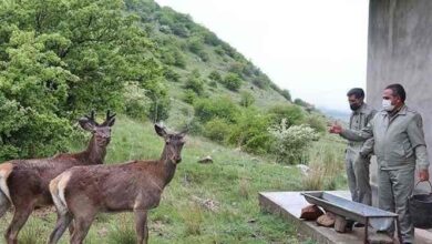 تولد دومین گوساله‌ مارال در مرکز تکثیر و احیای فندقلوی اهر