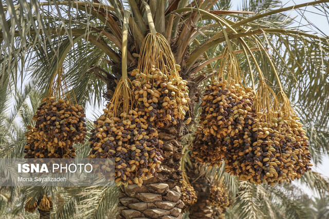 خارک و رطب آبادان به بازار آمد