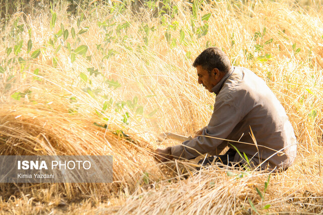 خرید تضمینی گندم در آستانه رکوردشکنی است