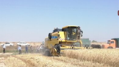 خط و نشان دادستانی برای قاچاقچیان گندم در زنجان