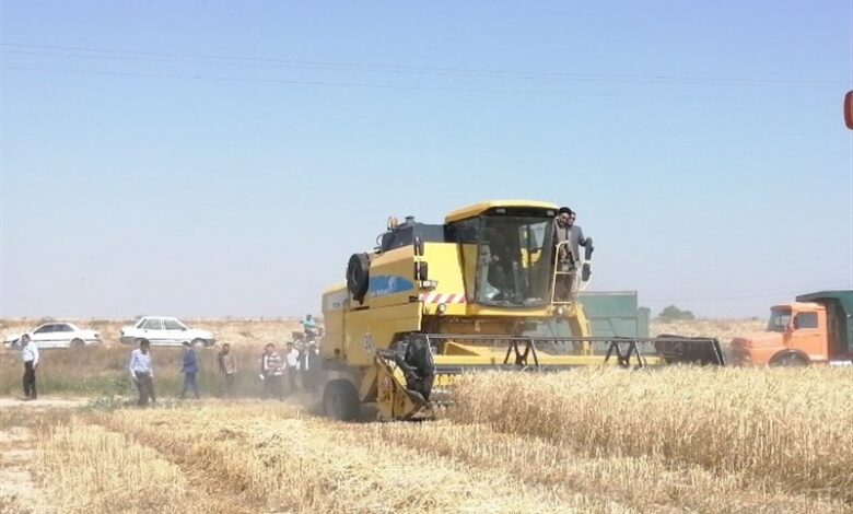 خط و نشان دادستانی برای قاچاقچیان گندم در زنجان