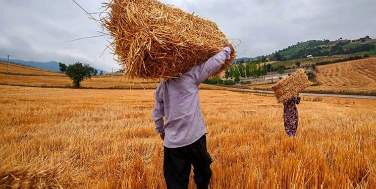 رشد ۸۲ درصدی خرید تضمینی گندم در لرستان