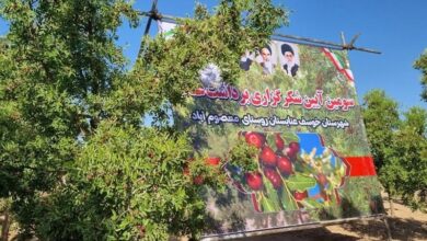 سومین آیین شکرگزاری برداشت عناب در روستای معصوم آباد خوسف برگزار شد