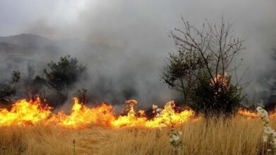 شناسایی عامل آتش سوزی پارک ملی بوجاق بندرکیاشهر