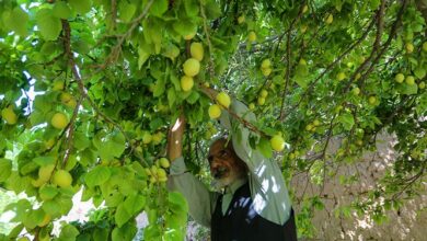 طرح ایجاد باغ میوه در پارک آذری بجنورد اجرا می‌شود