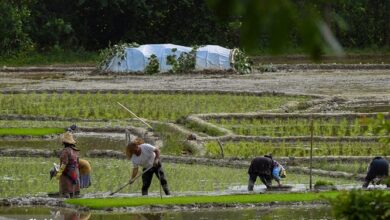 طرح تولید برنج بدون استفاده از سموم و آفت‌کش در کشور اجرا می‌شود