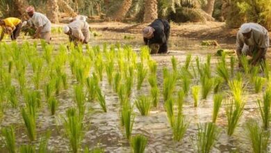 عراق کاشت برنج و ذرت را به دلیل خشکسالی متوقف کرد